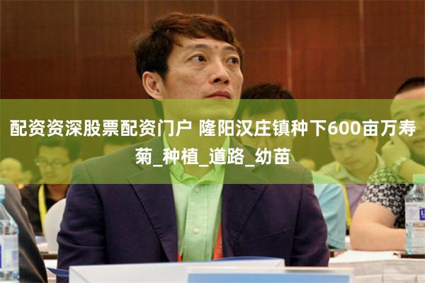 配资资深股票配资门户 隆阳汉庄镇种下600亩万寿菊_种植_道路_幼苗